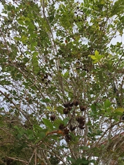 Magnoliopsida