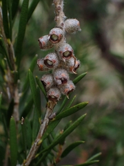 Melaleuca pityoides