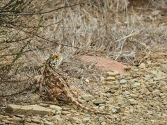 Agama aculeata aculeata