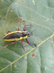 Naupactus tarsalis