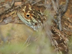 Agama aculeata aculeata