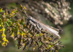 Paroxya atlantica