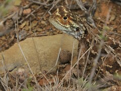 Agama aculeata aculeata