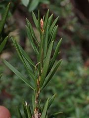 Melaleuca pityoides