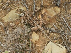 Agama aculeata aculeata