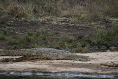 Crocodylus niloticus