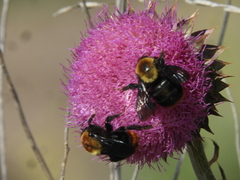 Bombus bellicosus