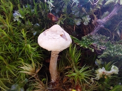 Cystoderma carcharias