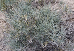 Ephedra nevadensis