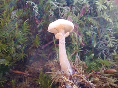 Cystoderma carcharias