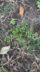 Lepidium didymum