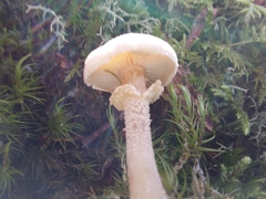 Cystoderma carcharias