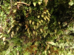 Diphyscium foliosum