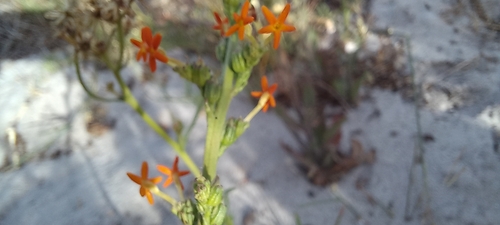 Image of Manulea rubra by (c) Adele SL, some rights reserved (CC BY)