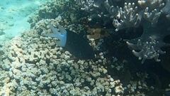 Acanthochromis polyacanthus