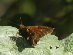 Epargyreus tmolis