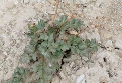 Cymopterus purpureus