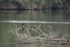 Anhinga rufa