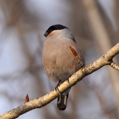 Pyrrhula pyrrhula cassinii