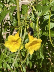 Xylocopa tabaniformis parkinsoniae