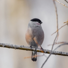 Pyrrhula pyrrhula cassinii