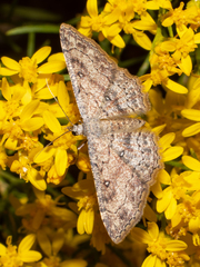 Cyclophora