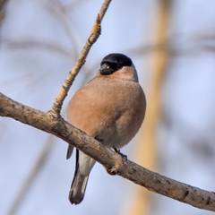 Pyrrhula pyrrhula cassinii