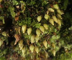 Diphyscium foliosum