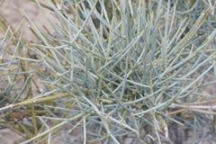 Ephedra nevadensis