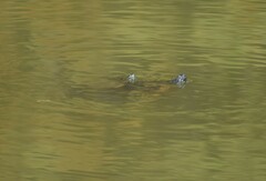 Deirochelyinae