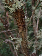 Melaleuca pityoides