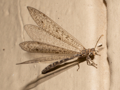Brachynemurus