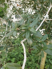 Magnoliopsida