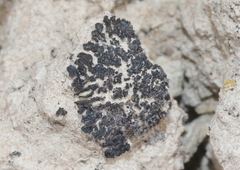 Lichinaceae