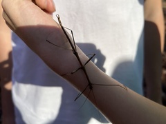Phasmatinae