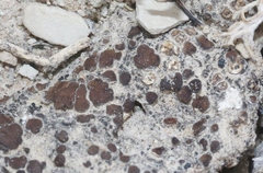 Placidium pilosellum