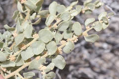 Atriplex confertifolia