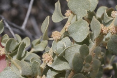 Atriplex confertifolia