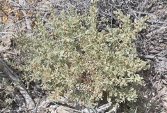 Atriplex confertifolia