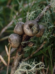 Melaleuca pityoides