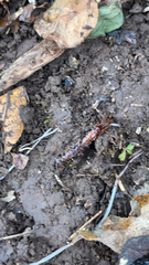 Lithobius forficatus