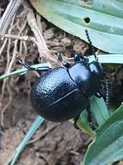Timarcha goettingensis