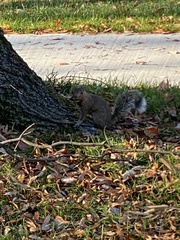 Sciurus carolinensis