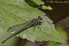 Argia translata