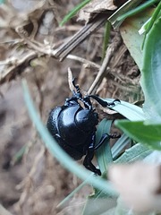 Timarcha goettingensis