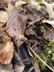 Gastrodontidae