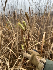 Sanguisorba canadensis