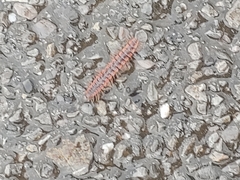 Pseudopolydesmus canadensis