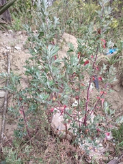 Lessertia frutescens