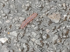 Pseudopolydesmus canadensis